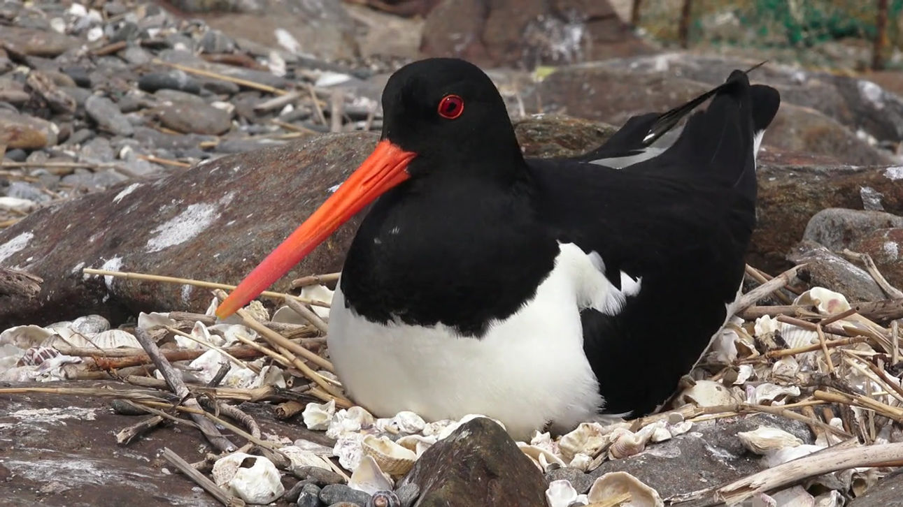 갯벌의 멋쟁이 검은머리물떼새